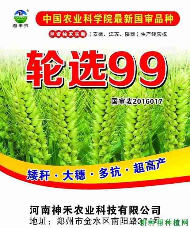 轮选99小麦品种好不好？